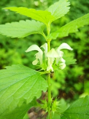 Lamium album