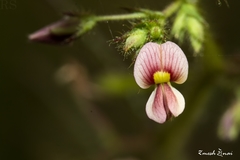 Aeschynomene americana