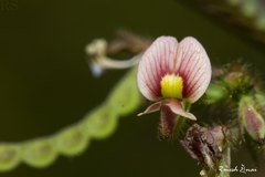 Aeschynomene americana