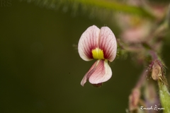 Aeschynomene americana