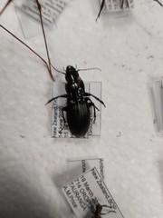 Plocamostethus planiusculus