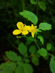 Chelidonium majus