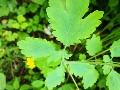 Chelidonium majus