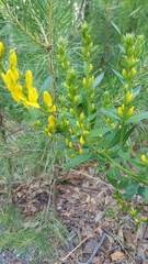 Genista tinctoria