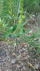Genista tinctoria