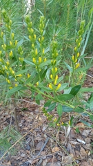 Genista tinctoria