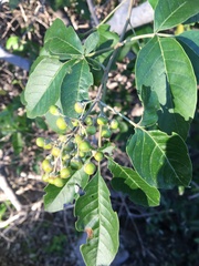 Vitex trifolia