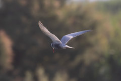 Sterna hirundo