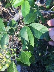 Vitex trifolia