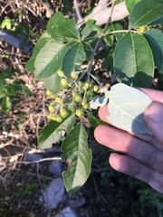 Vitex trifolia