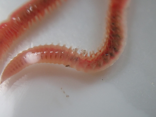 Armored bristleworm