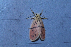Miltochrista arcuata