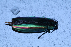 Chrysochroa fulgidissima