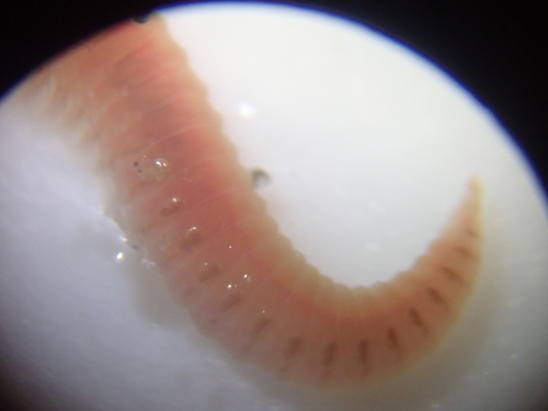 Armored bristleworm