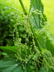 Urtica dioica