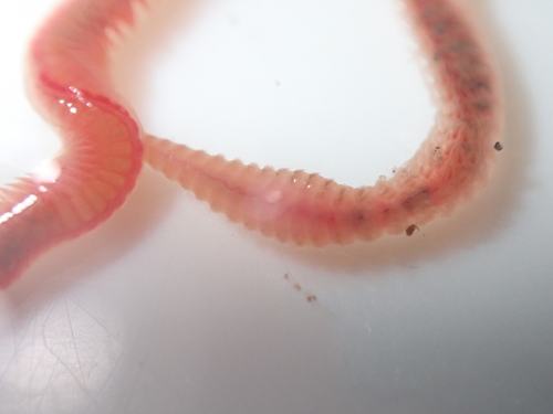 Armored bristleworm