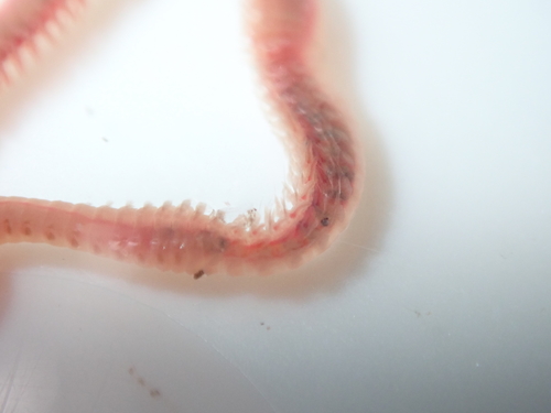 Armored bristleworm