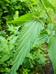 Urtica dioica