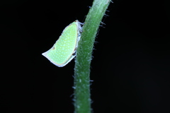 Salurnis marginella