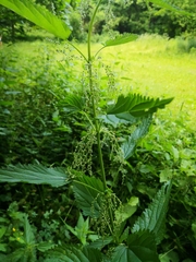 Urtica dioica