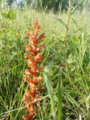 Orobanche minor