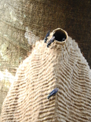 Synoeca