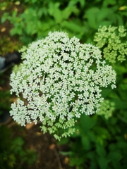 Aegopodium podagraria