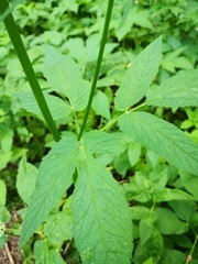 Aegopodium podagraria