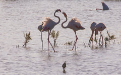 Phoenicopterus roseus