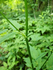 Aegopodium podagraria