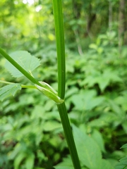 Aegopodium podagraria