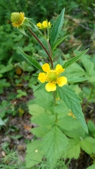 Geum aleppicum