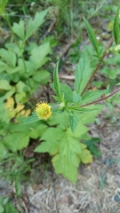 Geum aleppicum