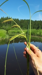 Carex riparia
