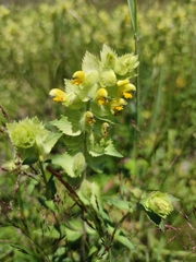 Rhinanthus alectorolophus