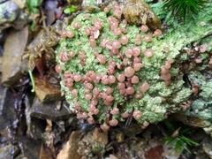 Ostropomycetidae