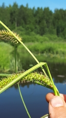 Carex riparia