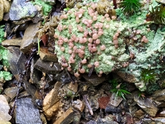 Ostropomycetidae
