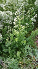 Galium mollugo