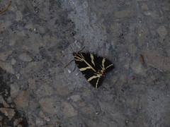 Euplagia quadripunctaria