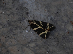 Euplagia quadripunctaria