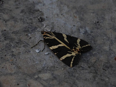 Euplagia quadripunctaria