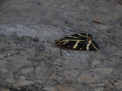 Euplagia quadripunctaria