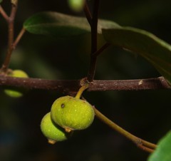 Ficus exasperata