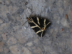 Euplagia quadripunctaria