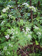 Anthriscus sylvestris