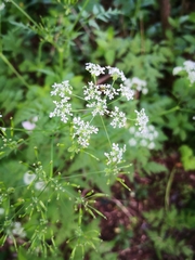 Anthriscus sylvestris