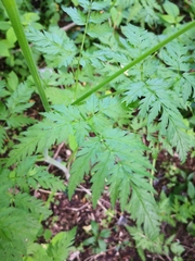 Anthriscus sylvestris