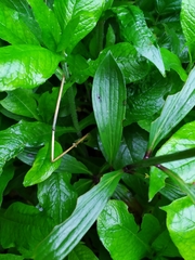 Lilium martagon