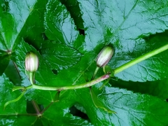 Lilium martagon